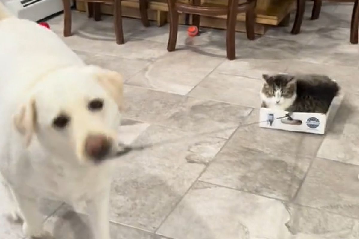 ▲狗狗服務周到，貓皇移動甚至不用腿。（圖／TiKTok：camperandleo） 