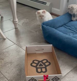 狗:我好無聊啊!要不要來搭車車?(將紙箱拖到貓咪面前)(圖/TiKTok:camperandleo) ▲狗:我好無聊啊!要不要來搭車車?(將紙箱拖到貓咪面前)(圖/TiKTok:camperandleo)