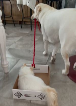 小狗子Camper:皇上啊!要停在這裡嗎?(圖/TiKTok:camperandleo) ▲小狗子Camper:皇上啊!要停在這裡嗎?(圖/TiKTok:camperandleo)