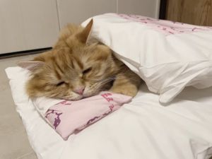▲日前飼主買了一組貓咪專用床褥，沒想到竹輪一試成主顧！（圖／推特帳號sktfd0310）