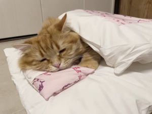 再睡3分鐘!橘貓不敵棉被吸引力狂賴床 網:早上的我 ▲日前飼主買了一組貓咪專用床褥,沒想到竹輪一試成主顧!(圖/推特帳號sktfd0310)