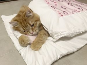 再睡3分鐘!橘貓不敵棉被吸引力狂賴床 網:早上的我 ▲竹輪:喔喔~天亮了,再讓我睡3分鐘啦!(圖/推特帳號sktfd0310)