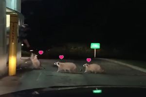 3浣熊排隊等得來速！伸小手領雞塊　網：看起來熟門熟路
