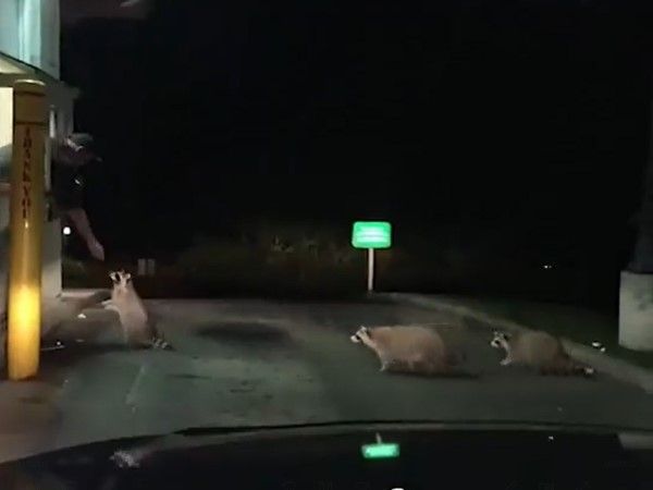 ▲網友發現得來速的車道上，竟然出現3隻浣熊！（圖／推特帳號AubryAndrews）