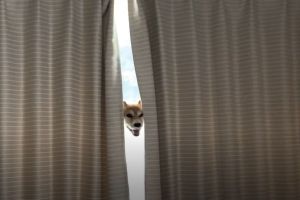▲窗戶上飄著一顆狗頭。（圖／Instagram：hanahanaco65）