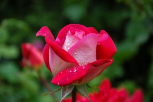 ▲玫瑰花。(示意圖/翻攝Pexels) ▲玫瑰花。(示意圖/翻攝Pexels)