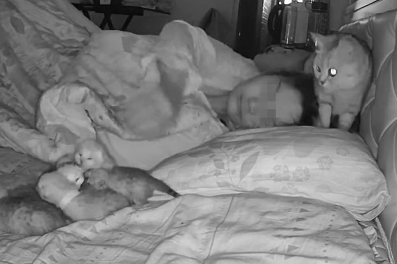 ▲主人害怕睡昏頭壓到小貓，便把貓寶寶往旁邊放。（圖／抖音：跳跳是隻貓）