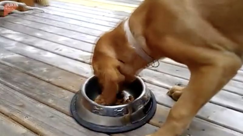 ▲一隻可愛的小狗連續暴風進食2次，讓不少網友直呼「這真的不行放任」。（圖/Jukin Media/AP/美聯社）