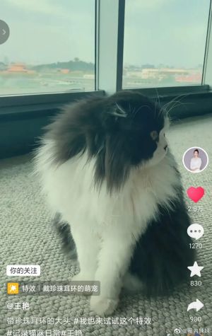 ▲王艷PO影片曬貓,意外曝光家裡豪宅背景。(圖/翻攝微博) ▲王艷PO影片曬貓,意外曝光家裡豪宅背景。(圖/翻攝微博)