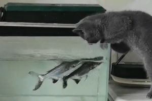 貓貓把頭靠近水面,這動作觸怒了住在裡頭的魚。(圖/TiKTok:pet..supplies) ▲貓貓把頭靠近水面,這動作觸怒了住在裡頭的魚。(圖/TiKTok:pet..supplies)