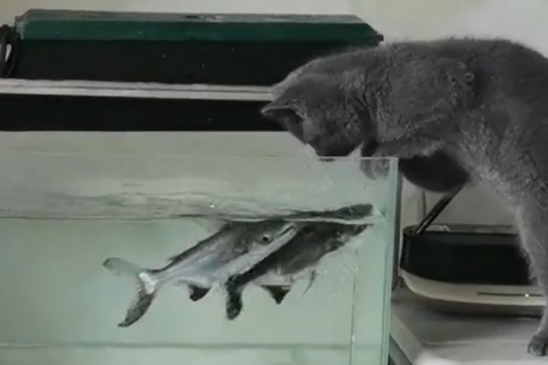 ▲貓貓把頭靠近水面，這動作觸怒了住在裡頭的魚。（圖／TiKTok：pet..supplies）