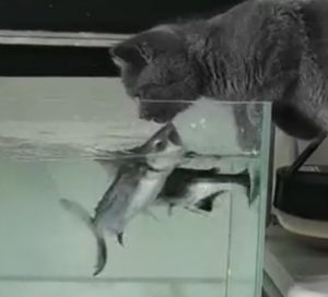 魚:幹什麼東西!!快離開我家!!(張嘴吼)(圖/TiKTok:pet..supplies) ▲魚:幹什麼東西!!快離開我家!!(張嘴吼)(圖/TiKTok:pet..supplies)
