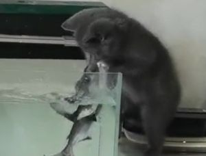 魚毫不留情地咬上貓手!(圖/TiKTok:pet..supplies) ▲魚毫不留情地咬上貓手!(圖/TiKTok:pet..supplies)