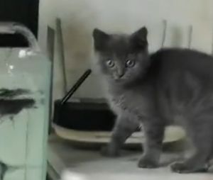貓咪趕快倒退,用極其震驚的臉看向鏡頭後的人類。(圖/TiKTok:pet..supplies) ▲貓咪趕快倒退,用極其震驚的臉看向鏡頭後的人類。(圖/TiKTok:pet..supplies)