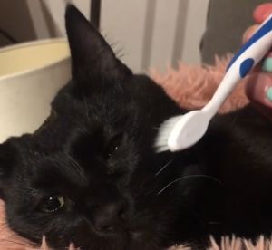 在飼主用牙刷刷過星期三的毛髮後,牠眼睛中充滿液體。(圖/TiKTok:stephyweid) ▲在飼主用牙刷刷過星期三的毛髮後,牠眼睛中充滿液體。(圖/TiKTok:stephyweid)