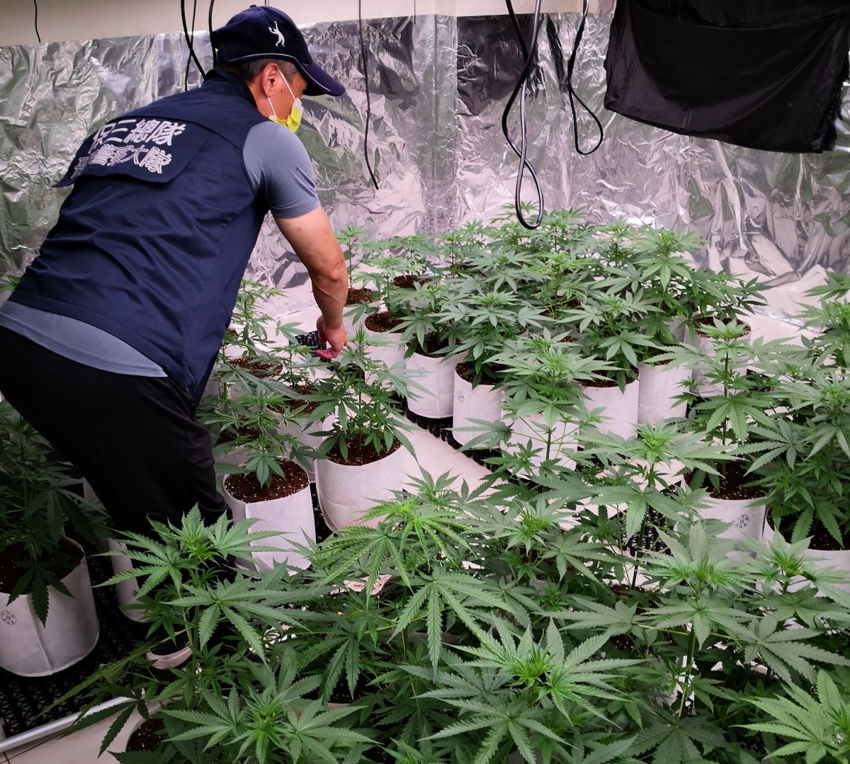 ▲保三總隊第二大隊查獲種植二級毒品大麻工廠。(圖／保三總隊二大隊提供)