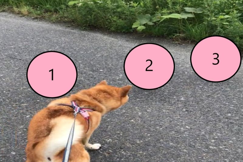 ▲日本一隻柴犬外出散步時，不巧在路上遇見「炸毛3劍客」。（圖／推特帳號fuku.fuku）