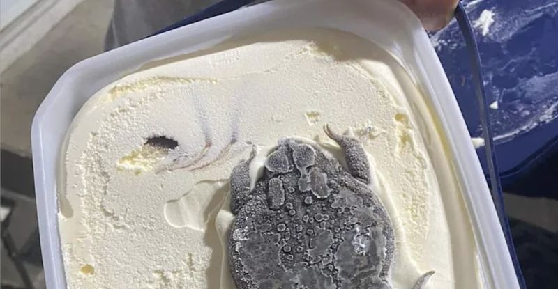 ▲近日有一張「蟾蜍雪糕照」在網路上瘋傳。（圖／翻攝自9gag）