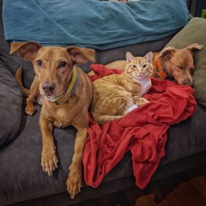 ▲國外飼主布蘭娜家裡有一隻橘貓「Kevin凱文」以及兩隻黃狗「Joule茱兒（左）」與「Tesla泰斯拉」，都是領養來的。（圖／IG帳號ginger_cat_and_vizslas）