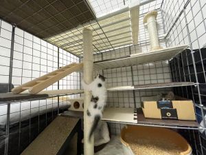 ▲貓屋2-4樓有磨指甲的塔、樓梯和床。（圖／Twitter：CatNaviDesk）
