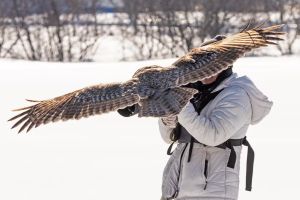 ▲Anaïs Trépanier正在拍攝雪中鳥類時，一隻烏林鴞從樹上飛下來停在相機上。（圖／Thomas Pham-Van）
