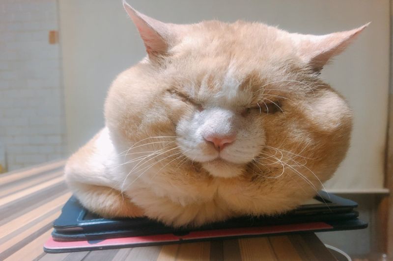 ▲日本有一隻橘白貓擁有超浮誇的「嘴邊肉」！（圖／推特帳號HAKU2757）