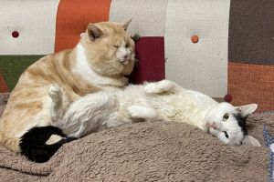 以為是羊駝!貓主子「嘴邊肉」超浮誇 奴笑:胖臉好吃虧 ▲大約從5、6年前開始,小白的嘴邊肉就開始橫向發展,硬是比同伴多了「一大圈」!(圖/推特帳號HAKU2757)