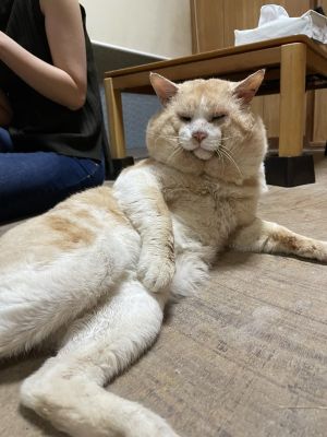 以為是羊駝!貓主子「嘴邊肉」超浮誇 奴笑:胖臉好吃虧 ▲幸好經過獸醫師檢查,發現牠只是單純「胖臉」、身體並不胖,而且還很健康。(圖/推特帳號HAKU2757)