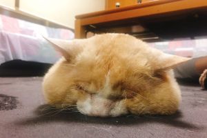 以為是羊駝!貓主子「嘴邊肉」超浮誇 奴笑:胖臉好吃虧 ▲睡覺時自備「安全氣囊」。(圖/推特帳號HAKU2757)