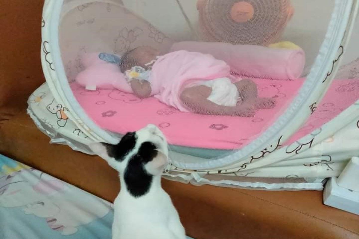 ▲越南一名飼主看見自家貓咪在蚊帳外看著寶寶，以為牠正在幫忙顧小孩。（圖／FB帳號Mai Nguyen）