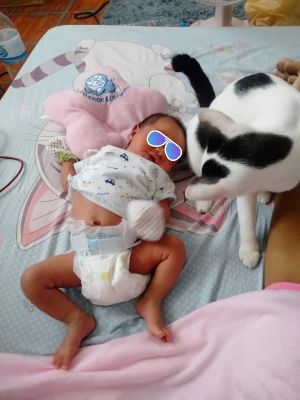 ▲寶寶睡醒之後，飼主就將他抱到蚊帳外面，讓他與貓咪一起玩。（圖／FB帳號Mai Nguyen）