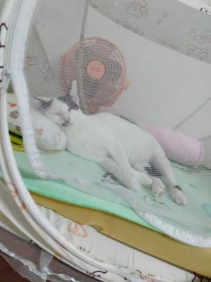 ▲貓咪竟然馬上躺在蚊帳內呼呼大睡，原來剛剛不是在幫忙看嬰兒，而是在等著要進去體驗啊！（圖／FB帳號Mai Nguyen）