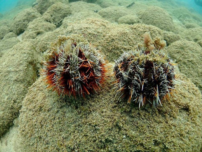  NGO籲澎湖禁捕！馬糞海膽50年來2億顆「剩5萬顆」 
