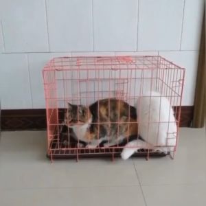 ▲影片一開始，貓咪們被關在籠子裡。（圖／FB帳號Roy Whae）