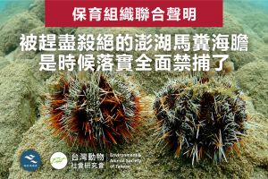 ▲澎湖馬糞海膽瀕臨絕種,台灣動物社會研究會與澎湖海洋公民基金會共同呼籲澎湖縣政府「是時候落實全面禁捕了」。(圖/台灣動物社會研究會提供) ▲澎湖馬糞海膽瀕臨絕種,台灣動物社會研究會與澎湖海洋公民基金會共同呼籲澎湖縣政府「是時候落實全面禁捕了」。(圖/台灣動物社會研究會提供)