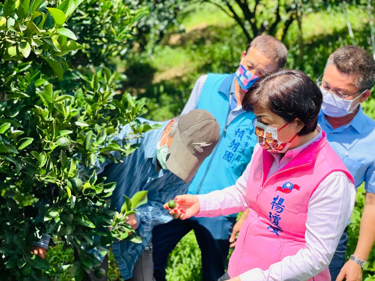 ▲立委楊瓊瓔、議員賴朝國邀農委會農糧署、農中市府農業局等相關單位到柑橘園會勘，協助農民爭取天然災害現金救助(圖／楊瓊瓔服務處提供2022.6.30)