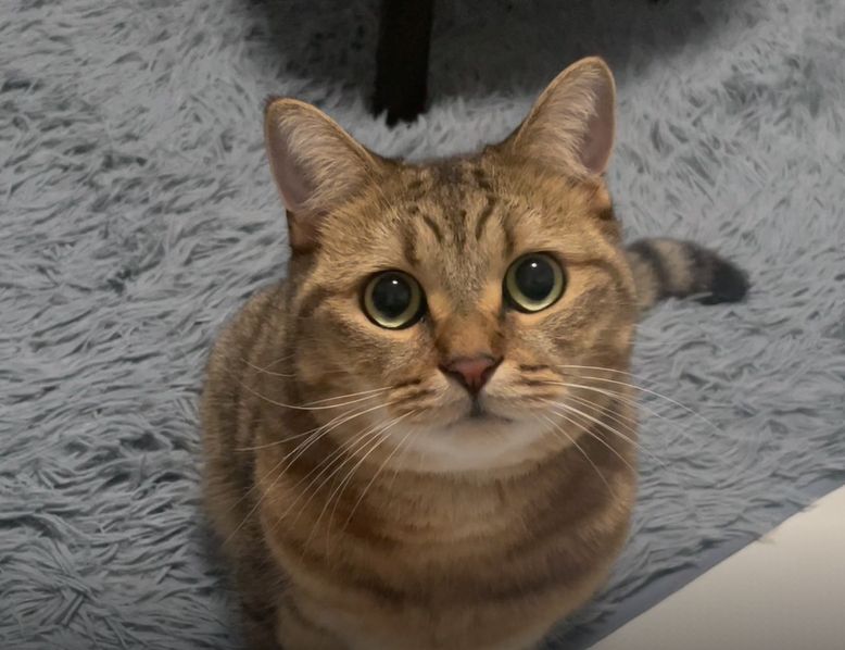 ▲Minira眼睛圓圓，是隻可愛的萌貓。（圖／Twitter：MiniraDiary）