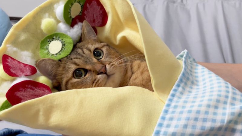 ▲想吃貓貓可麗餅嗎？（圖／Twitter：MiniraDiary）
