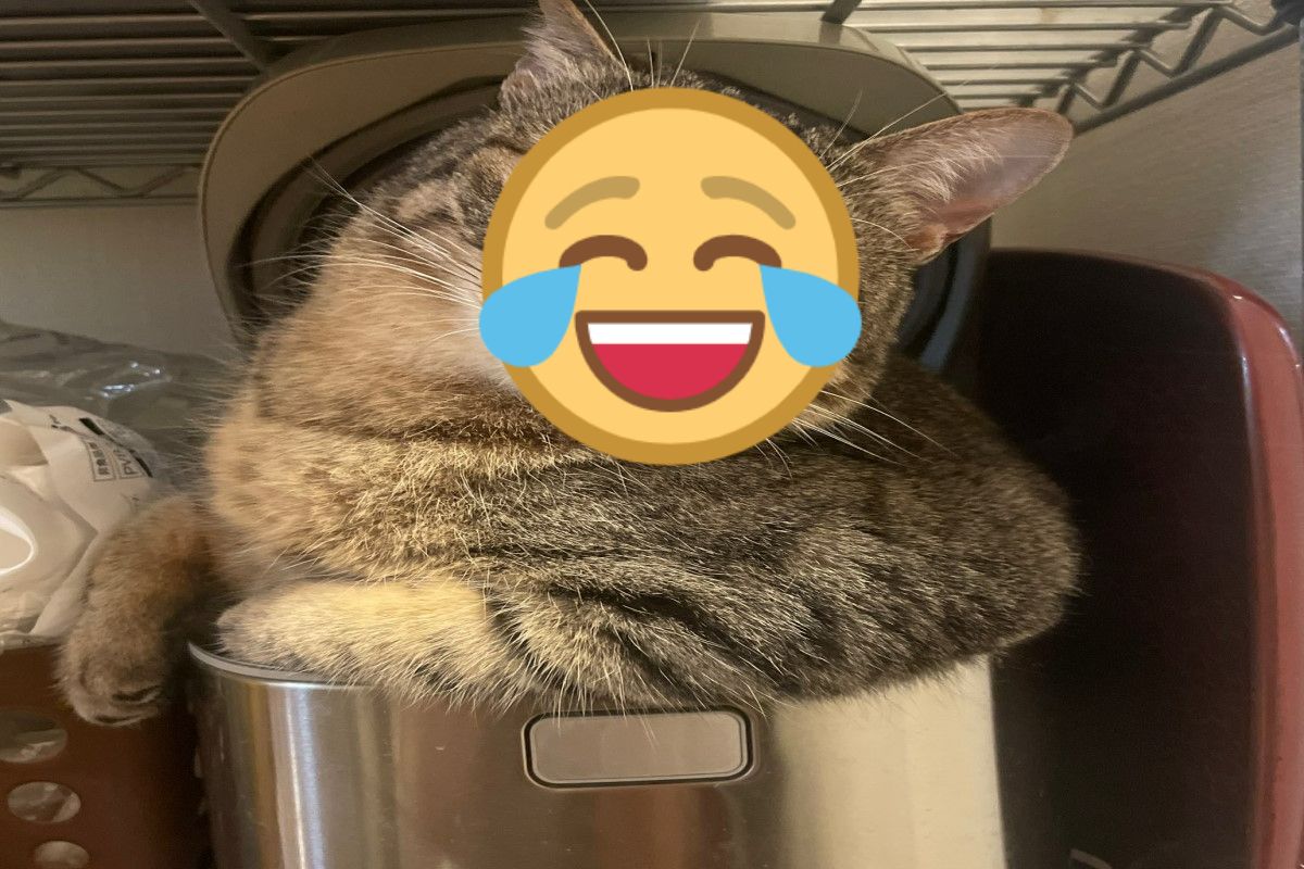 ▲日本一名網友要煮飯時，驚見飯鍋裡出現「毛妖精」。（圖／推特帳號iketeru_cats）