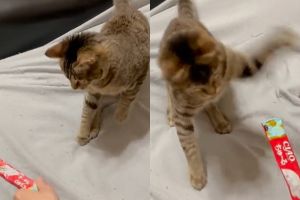 牠竟一掌拍開!!太不珍惜了!(圖/Twitter:ochinekoame) ▲牠竟一掌拍開!!太不珍惜了!(圖/Twitter:ochinekoame)