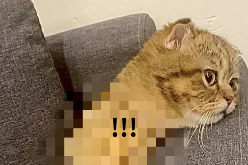 ▲日本一隻貓咪以不科學的模樣，躺在沙發上發呆。（圖／推特帳號ponpokopontanu）