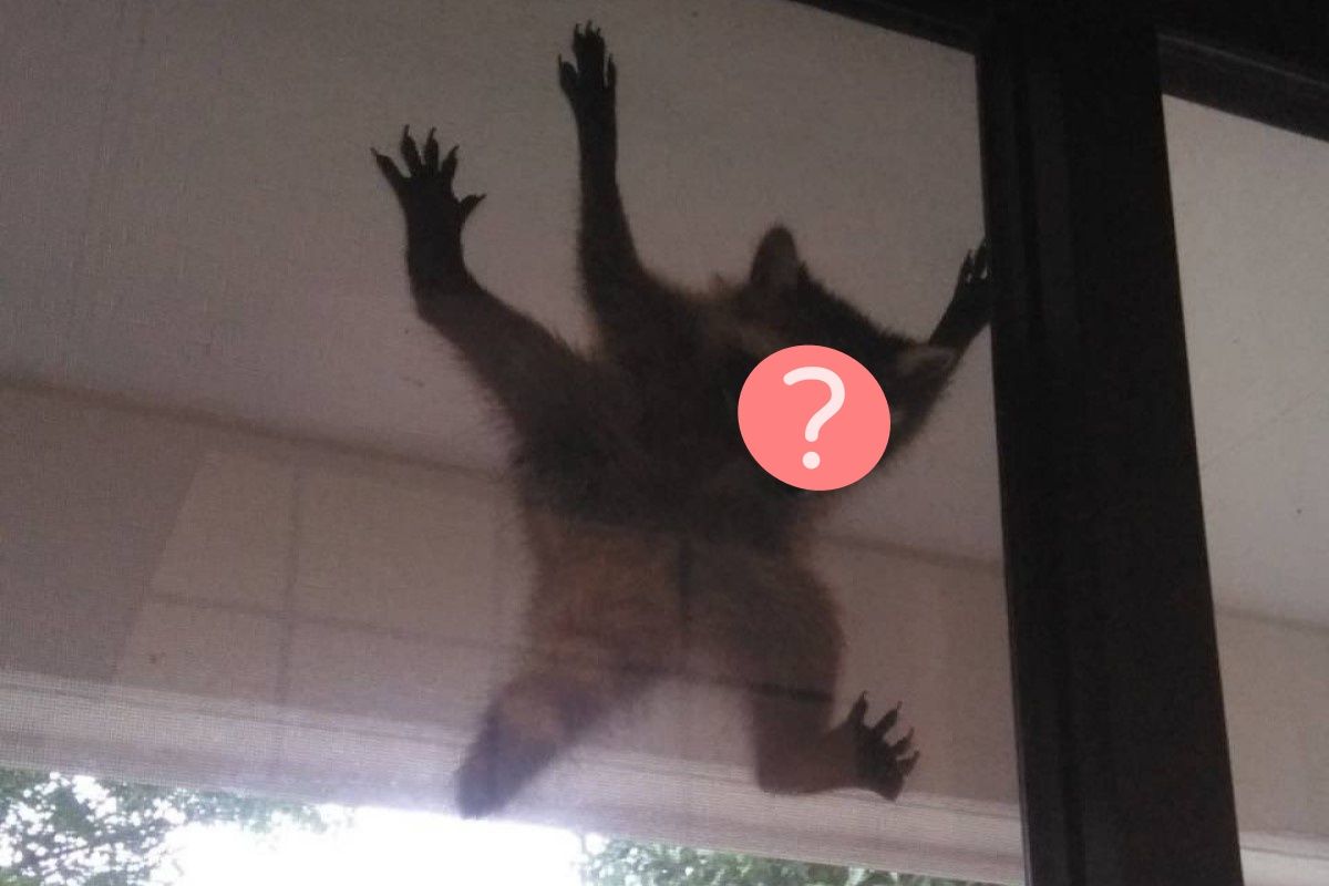 ▲拉開窗簾驚現外頭卡隻地獄臉浣熊，牠真實心聲超崩潰：「我想下去」。（圖／Twitter：tsukumo_99_vo）