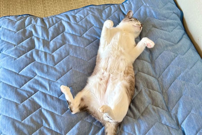 ▲懂享受，一堆貓夏天搶躺涼感墊，超Chill睡姿笑翻網。（圖／Twitter：omochi_nam01）