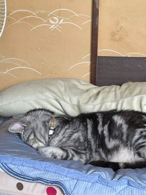 ▲雖然主人已把涼感墊收進櫥櫃，貓貓仍執著地跟進櫃子中躺。（圖／Twitter：type0901）