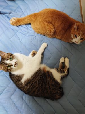 ▲貓貓們：別收了！這墊子是我們的啦！（圖／Twitter：tsubukoba1010）