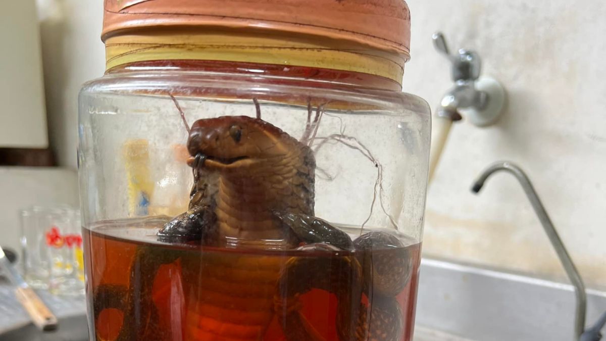 ▲有網友分享，他在家中找到至少10年以上的兩甕蛇酒，不知道該怎麼處理？（圖／爆廢公社）