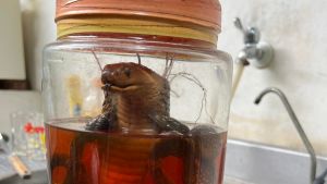 肥美毒蛇「塞甕10年」首見光！模樣嚇到發毛：千萬別打開
