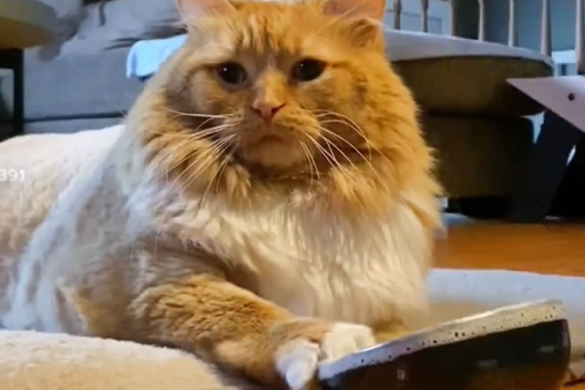 ▲長毛胖橘貓餓了就咚咚敲碗，飼主聽網友的建議用神招破解，喵的喜感肉肉臉秒變憂鬱。（圖／Instagram：zoey_fatcat）