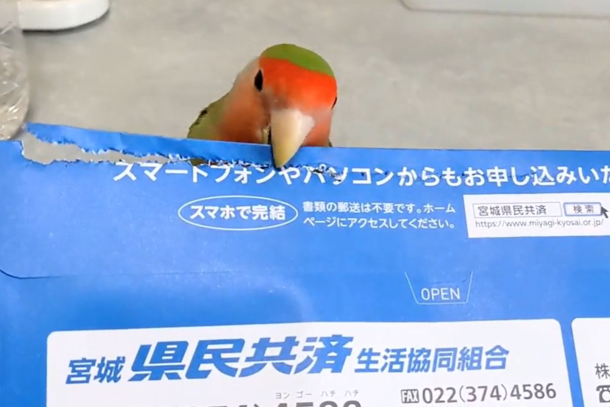 ▲養到碎紙機？飼主拆信召喚愛情鳥，牠使命必達，幾秒內完美拆封！（圖／Twitter：LOVEKEDS_）