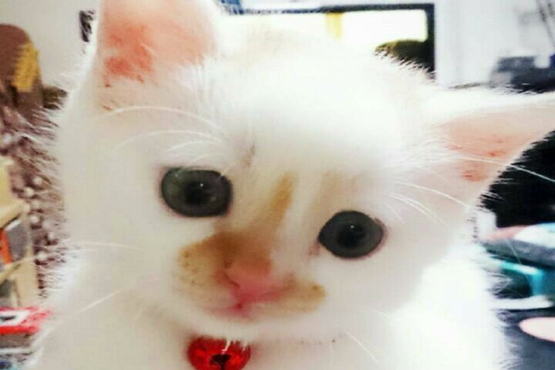 ▲日本一隻小萌貓長大後眼神都變了。（圖／推特帳號04noATM）